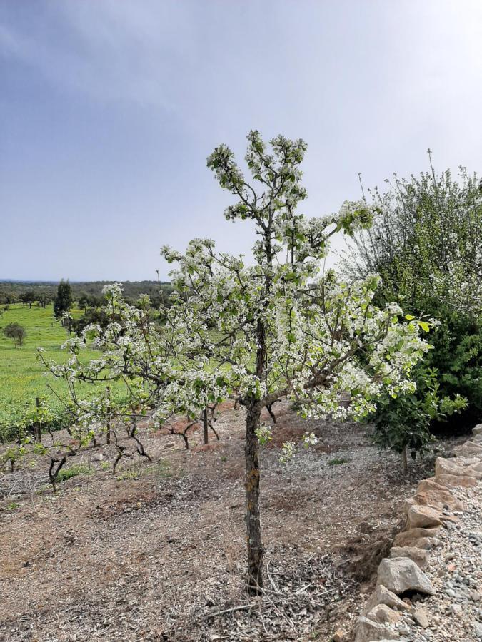 Monte Da Casa Branca By Hi Alentejo Villa São Bartolomeu da Serra Exterior foto
